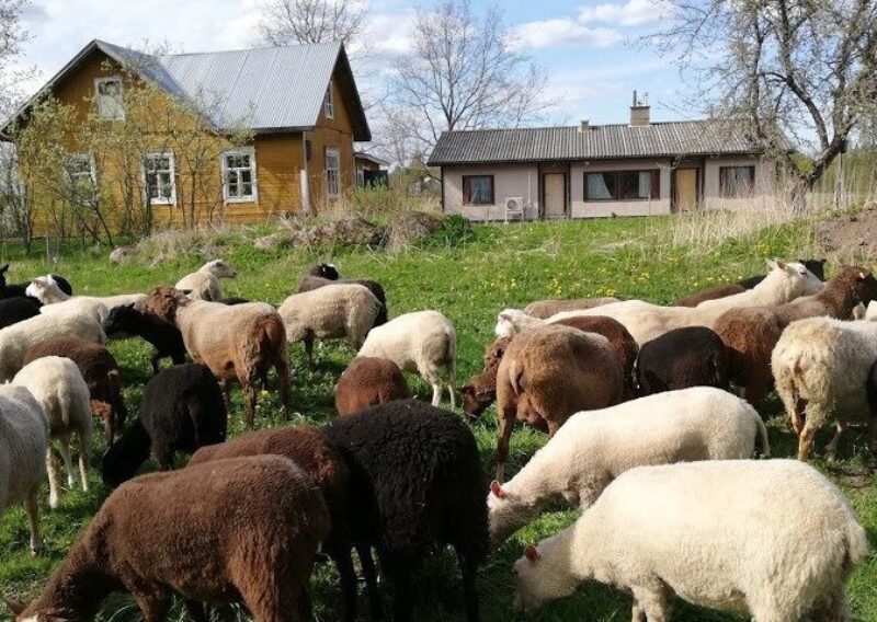 Seppälän lomalaidun